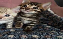 Bengal cats for sale: Stunning brown TICA reg boy bengal kitten - Image 8