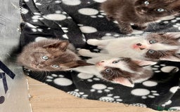 Mixed Breed cats for sale: Mixed Breed Kittens - Image 1