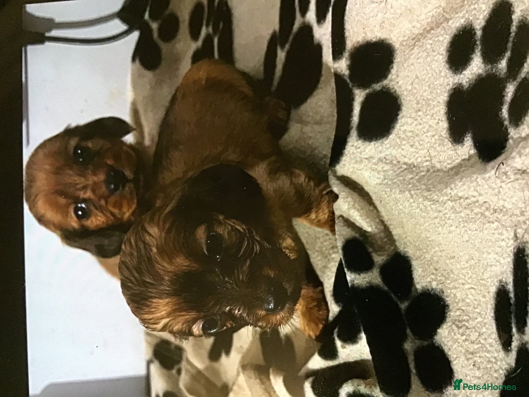 Miniature Dachshund dogs for sale: 2 boys remaining Long hair mini dachshund  - Advert 8