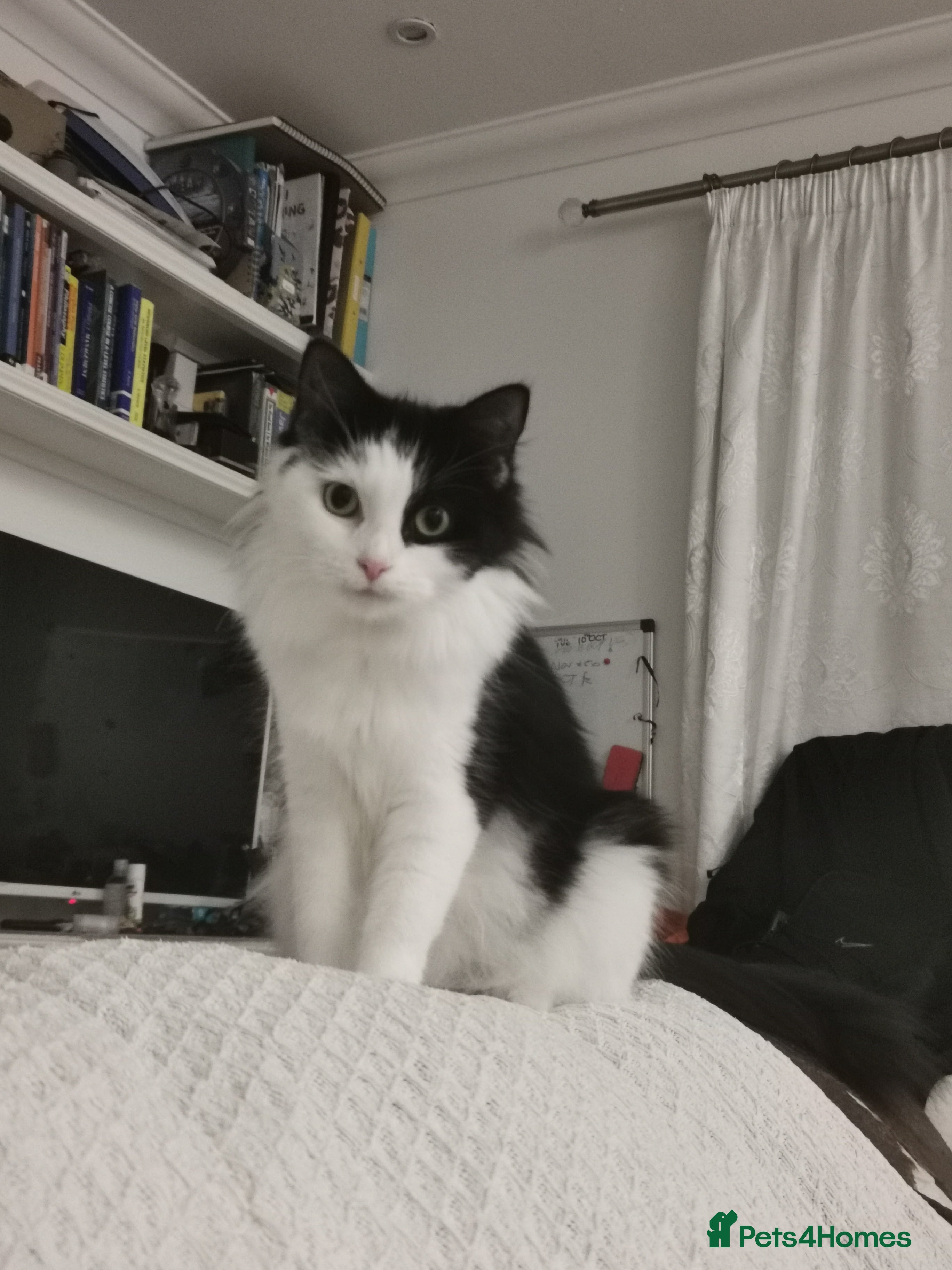 Domestic Shorthair cats KITTENS READY TO LEAVE.  - Advert 9