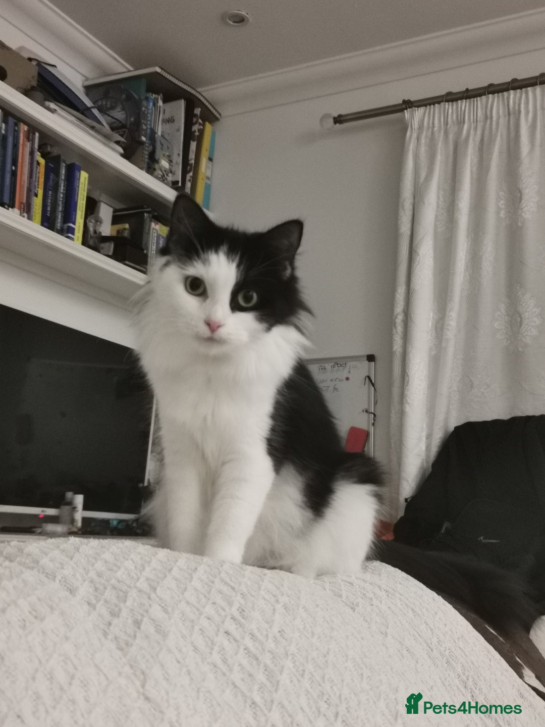 Domestic Shorthair cats for sale: Kittens for sale urgent - Advert 1