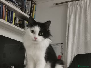 Domestic Shorthair cats Kittens for sale urgent - Advert 1