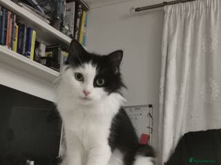 Domestic Shorthair cats KITTENS READY TO LEAVE. - Advert 21