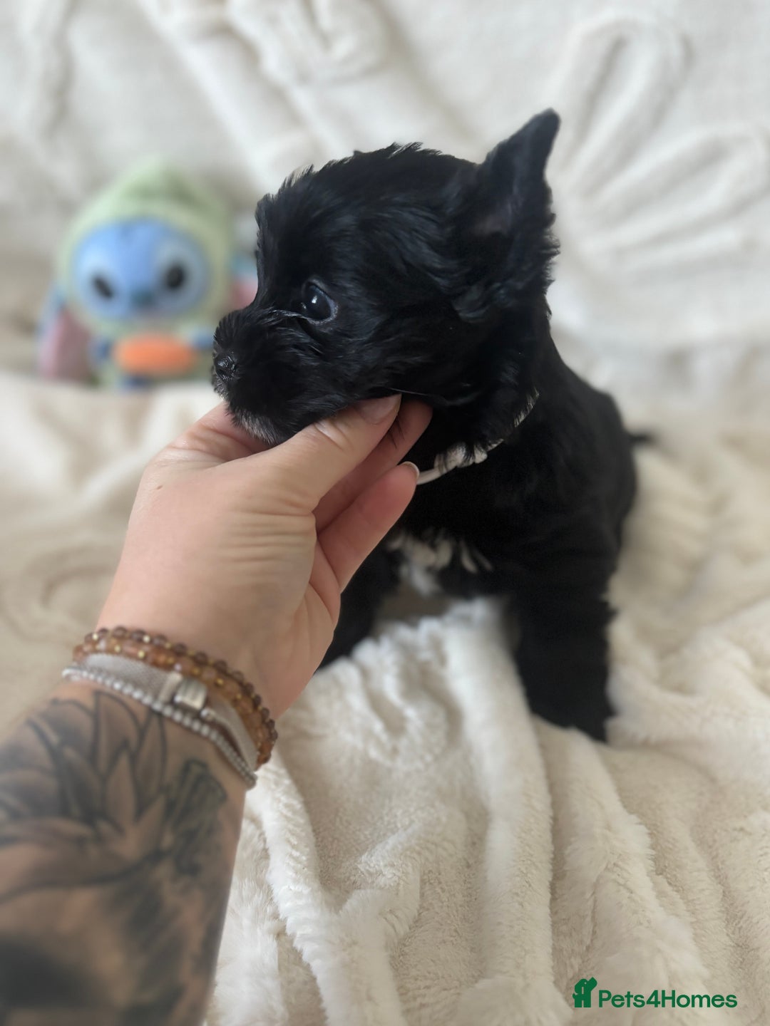 Yorkshire Terrier dogs for sale: Mini Black Yorkshire terriers puppies  - Advert 11