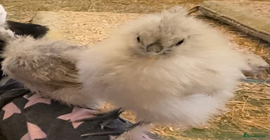 Chickens poultry - Advert 1