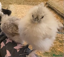 Chickens poultry - Advert 1