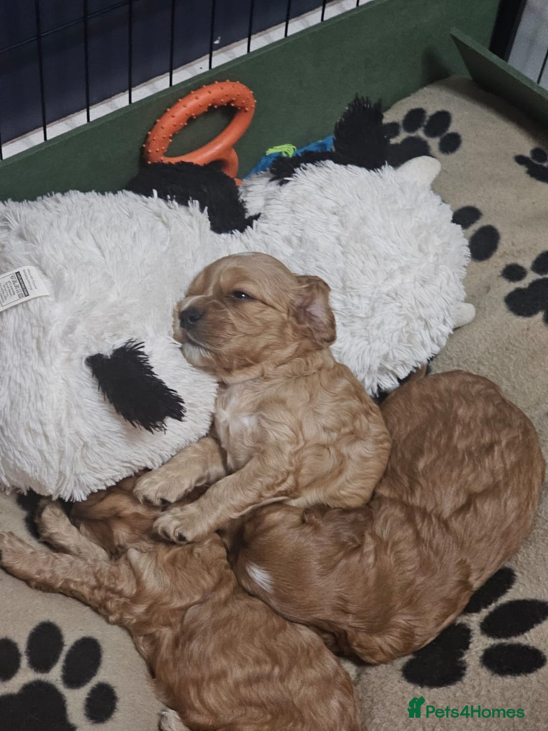Cocker Spaniel dogs for sale: Beautiful cocker spaniel puppies - Image 9