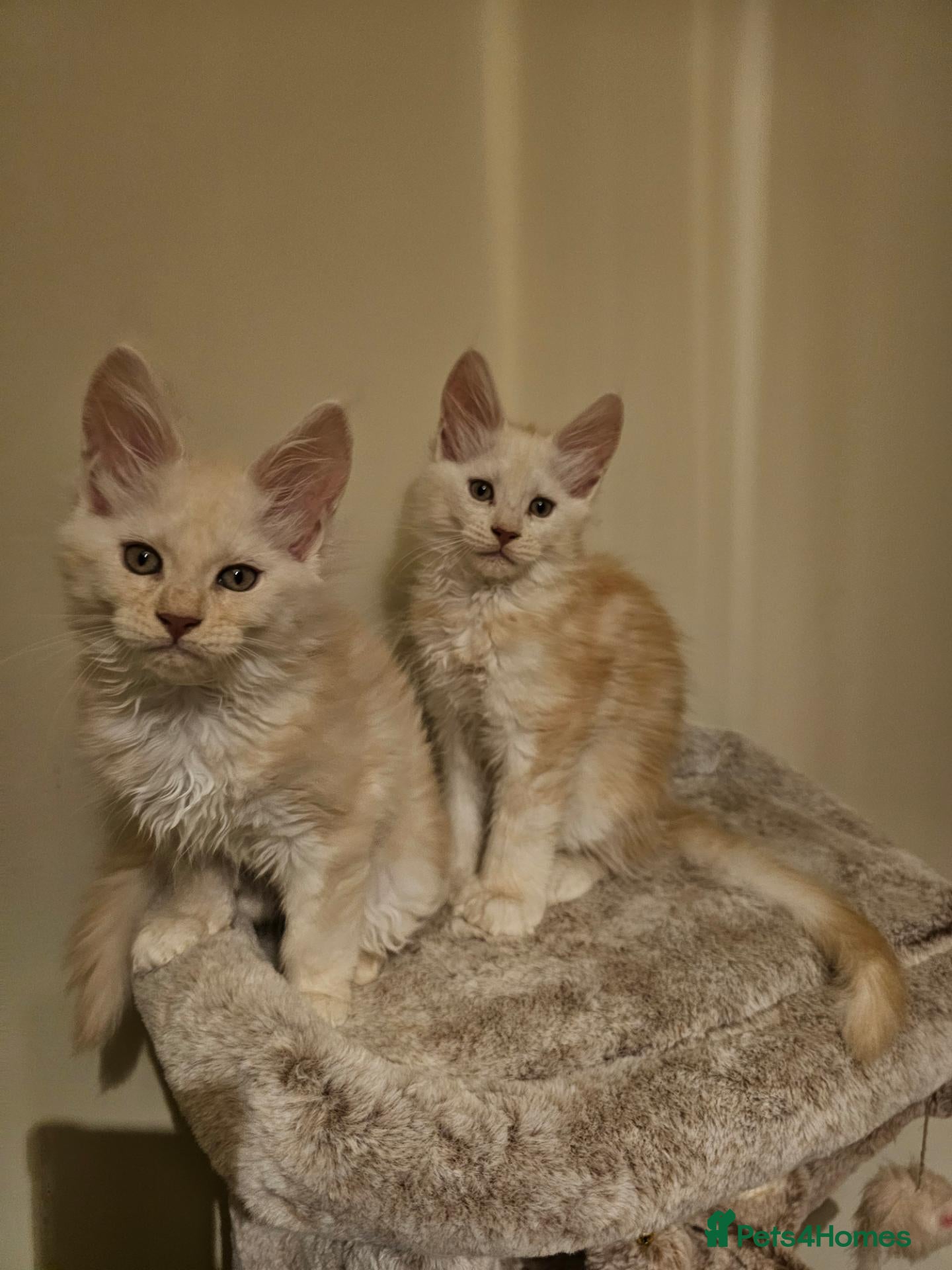Maine Coon cats Poly and non poly red smoke Maine Coon kittens - Advert 1