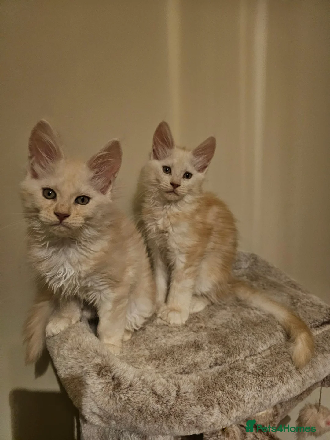 Maine Coon cats for sale: Poly and non poly red smoke Maine Coon kittens - Advert 1