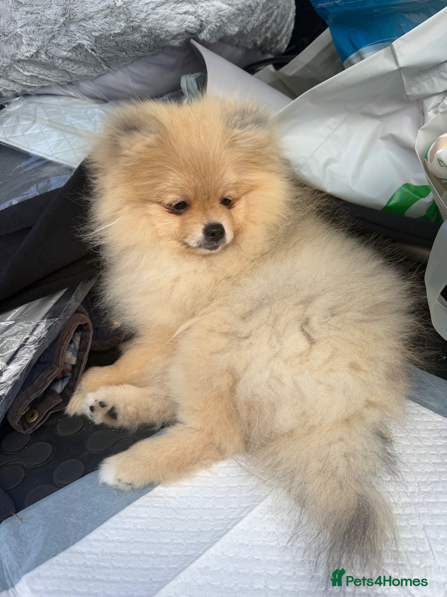 Pomeranian dogs Beautiful Pomeranian boy looking for a loving home - Advert 1