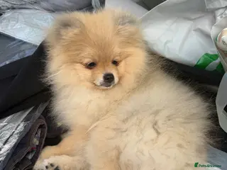 Pomeranian dogs Beautiful Pomeranian boy looking for a loving home - Advert 1