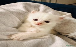 Ragdoll cats for sale: 5 beautiful and healthy Ragdoll kittens - Image 21