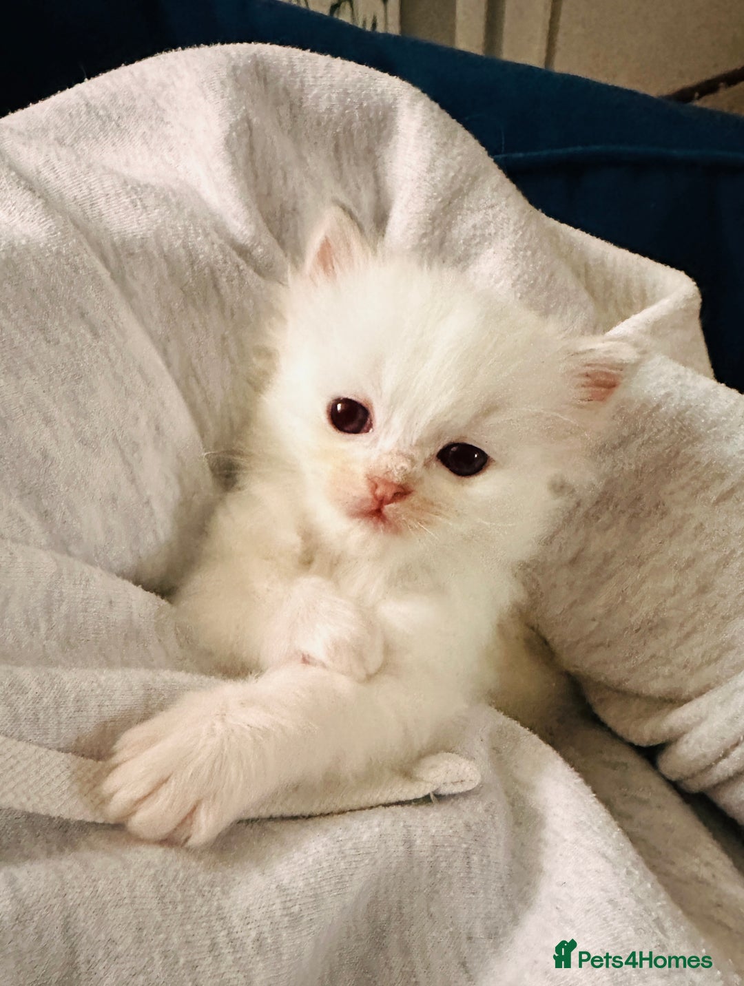 Ragdoll cats for sale: 5 beautiful and healthy Ragdoll kittens - Image 21