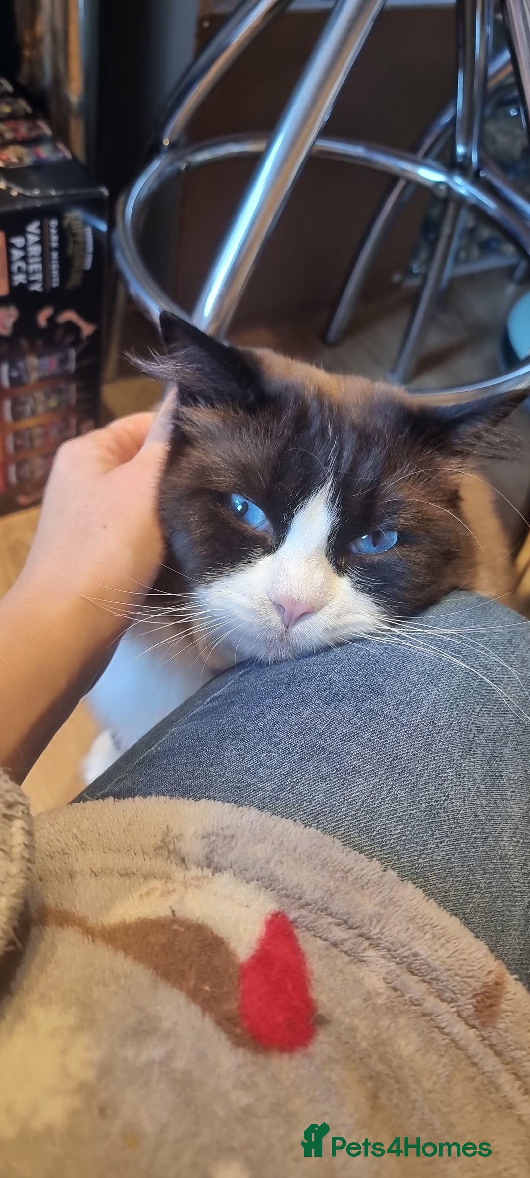 Ragdoll cats for stud: STUD ONLY - Advert 4