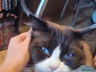 Ragdoll cats - Advert 16