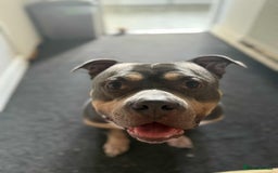 American Bully dogs for sale: Dog American bully pocket - Image 2