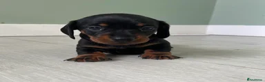 Miniature Dachshund 2