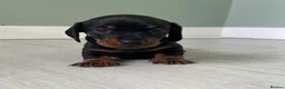 Miniature Dachshund dogs for sale: Beautiful Miniature Dachshund Puppies  - Advert 4