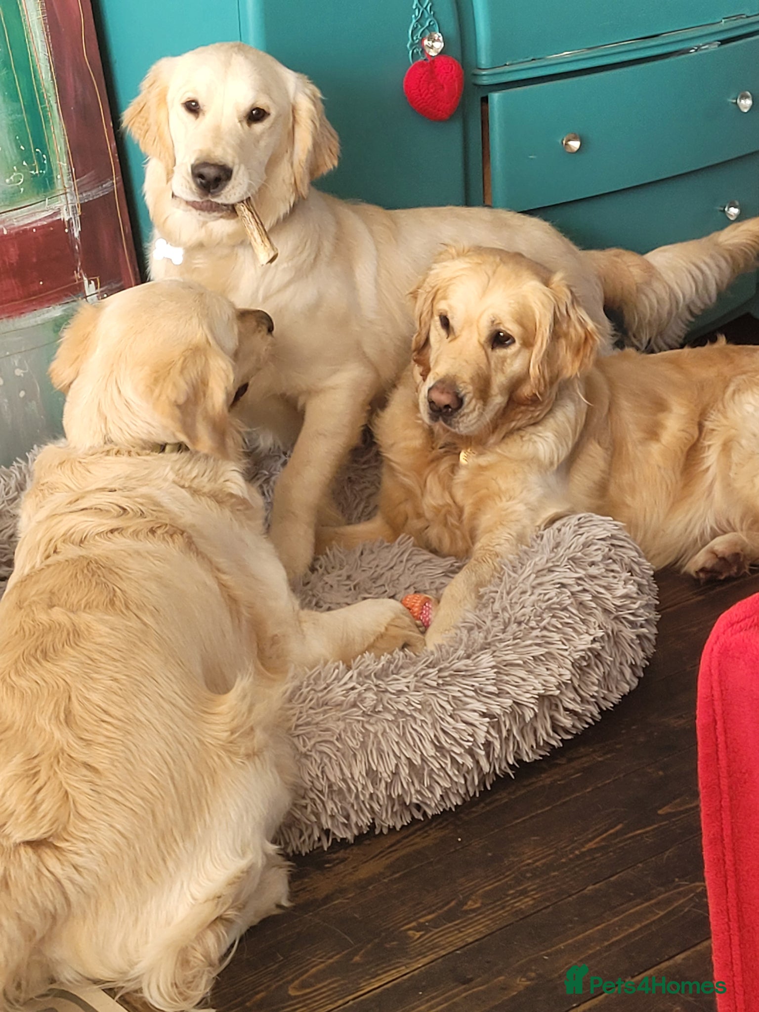 Golden Retriever dogs for sale: KC Registered Health Tested Golden Retriever Pups in Chester - Advert 6
