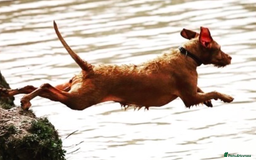 Hungarian Vizsla dogs for sale: Exceptional HWV Pups from Champion Working Lines - Image 8