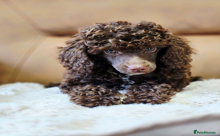 Toy Poodle dogs - Advert 1