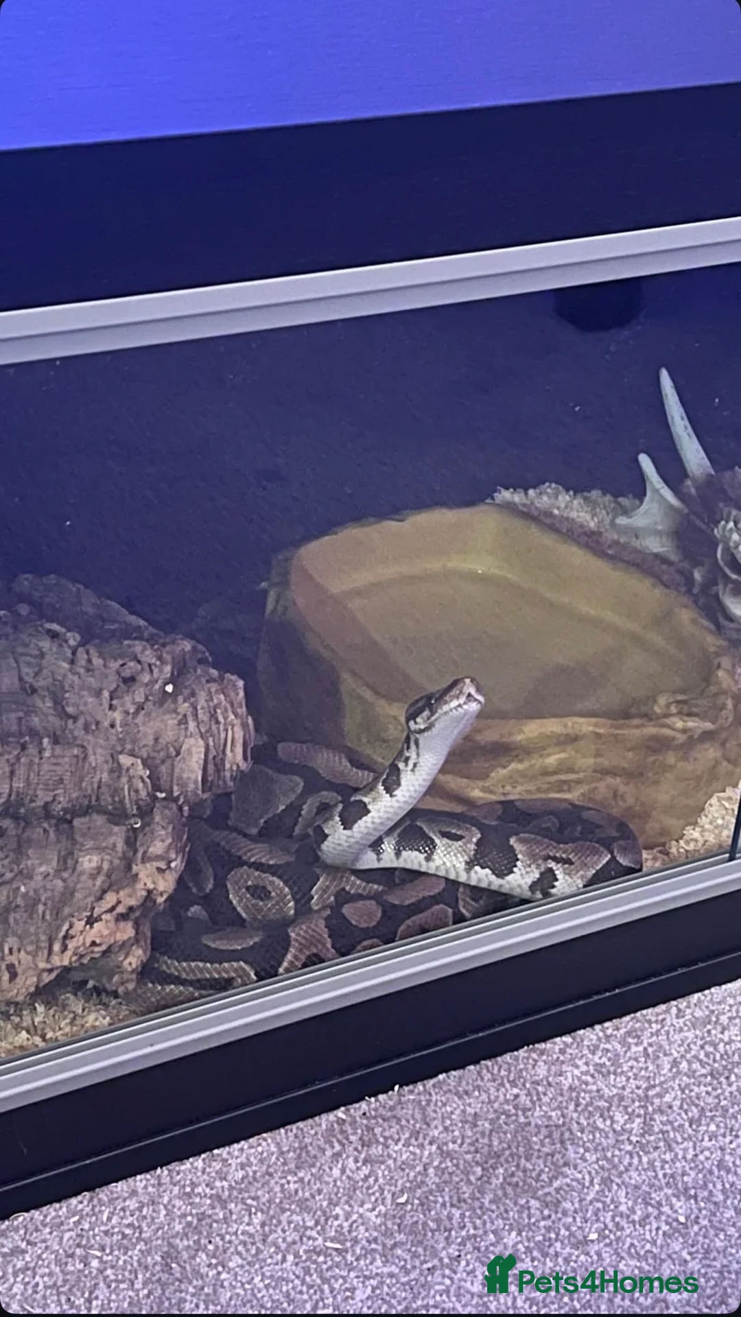 Python Snake reptiles for sale: Female ball python  in St Albans - Advert 3