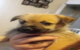Mixed Breed dogs for sale: 🐾 Adorable Jackaranian Puppies  🐾 - Image 7