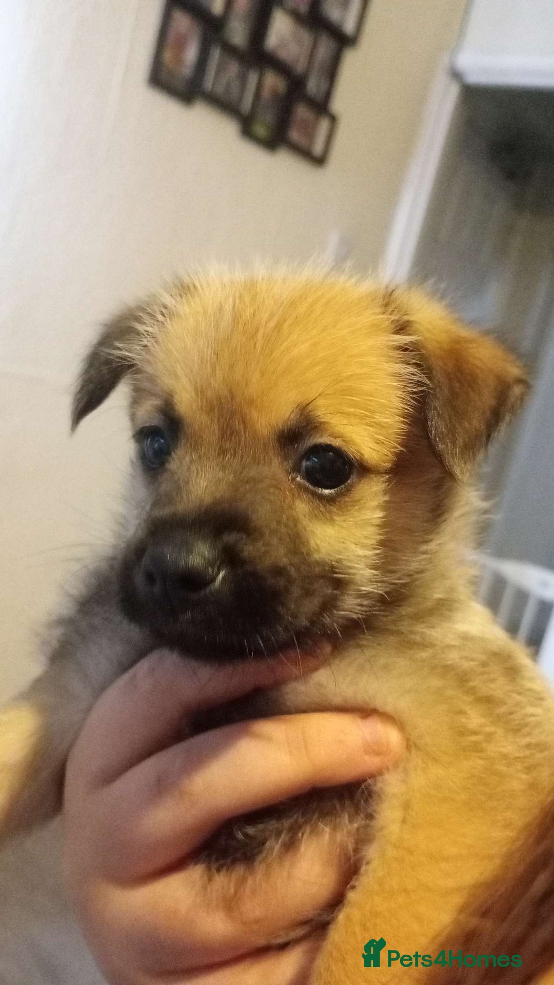 Mixed Breed dogs for sale: 🐾 Adorable Jackaranian Puppies  🐾 - Image 7