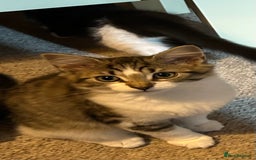 Mixed Breed cats for sale: 1 female kittens for Sale - Advert 19