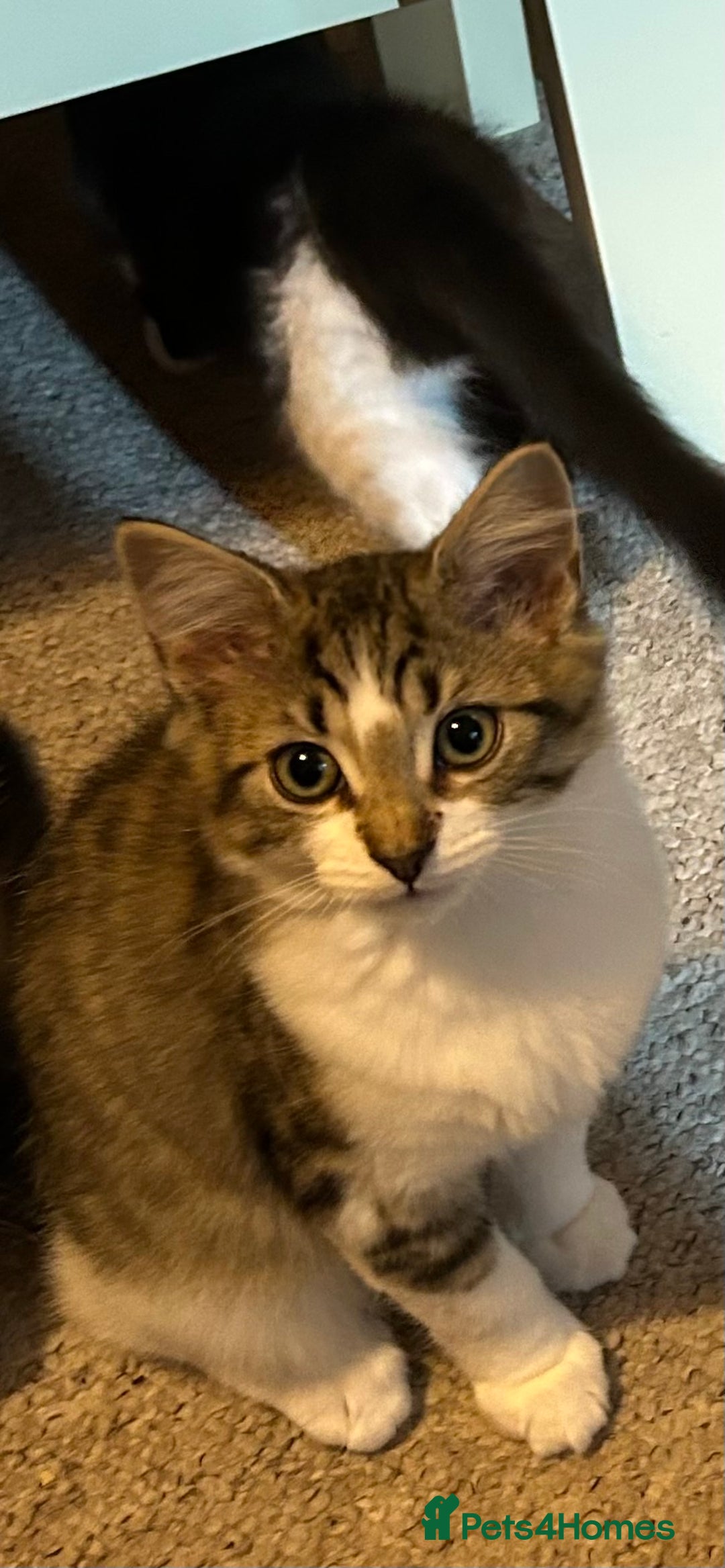 Mixed Breed cats for sale: 1 female kittens for Sale - Advert 19