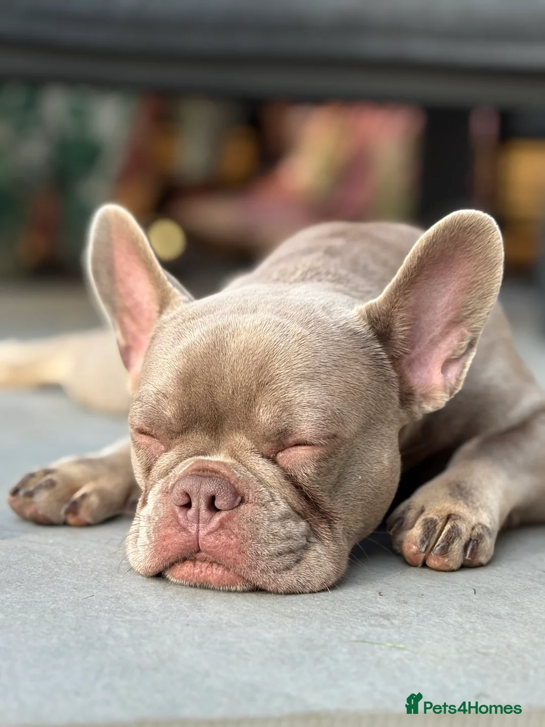 French Bulldog dogs for stud: Reggie French Bulldog for Studding  - Advert 9