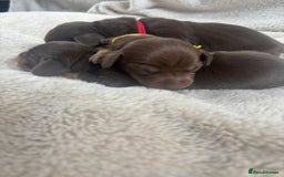 Miniature Dachshund dogs for sale: 3 gorgeous Chocolate and tan Girls  - Image 2