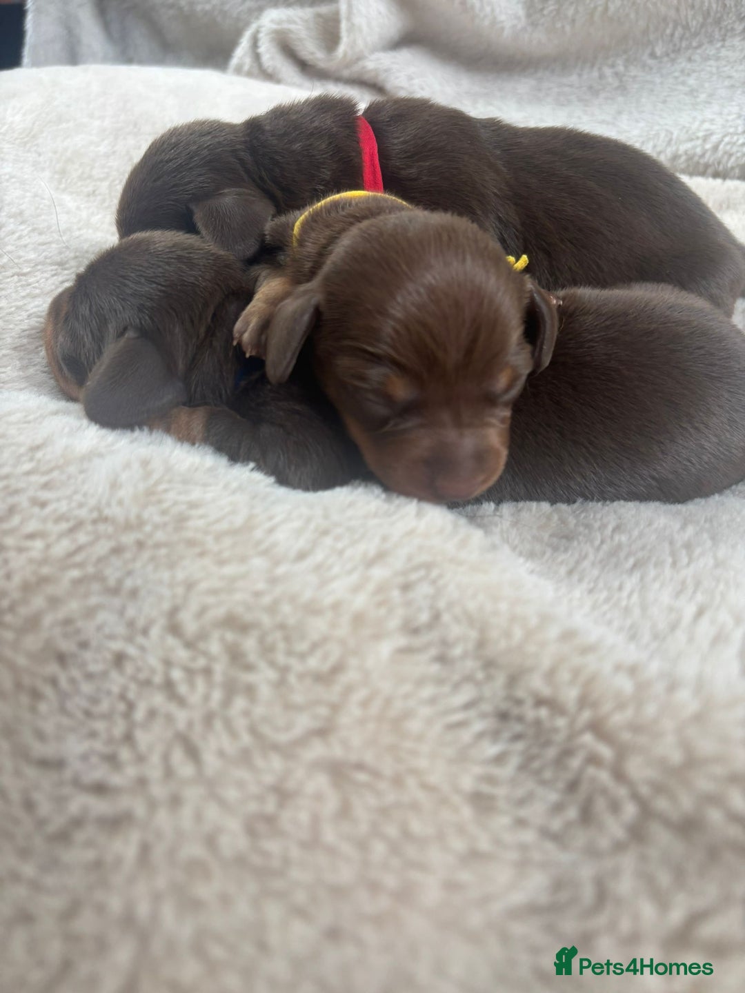 Miniature Dachshund dogs for sale: 3 gorgeous Chocolate and tan Girls  - Image 2