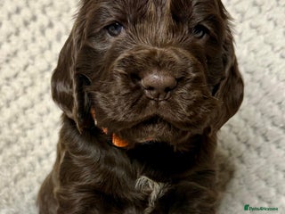 Cocker Spaniel dogs - Advert 18