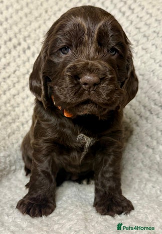 Cocker Spaniel dogs - Advert 5