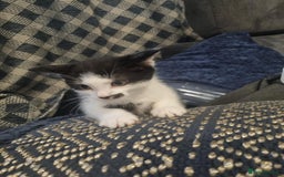 Domestic Shorthair cats for sale: 4 lovely kittens ready to join a new family - Image 7