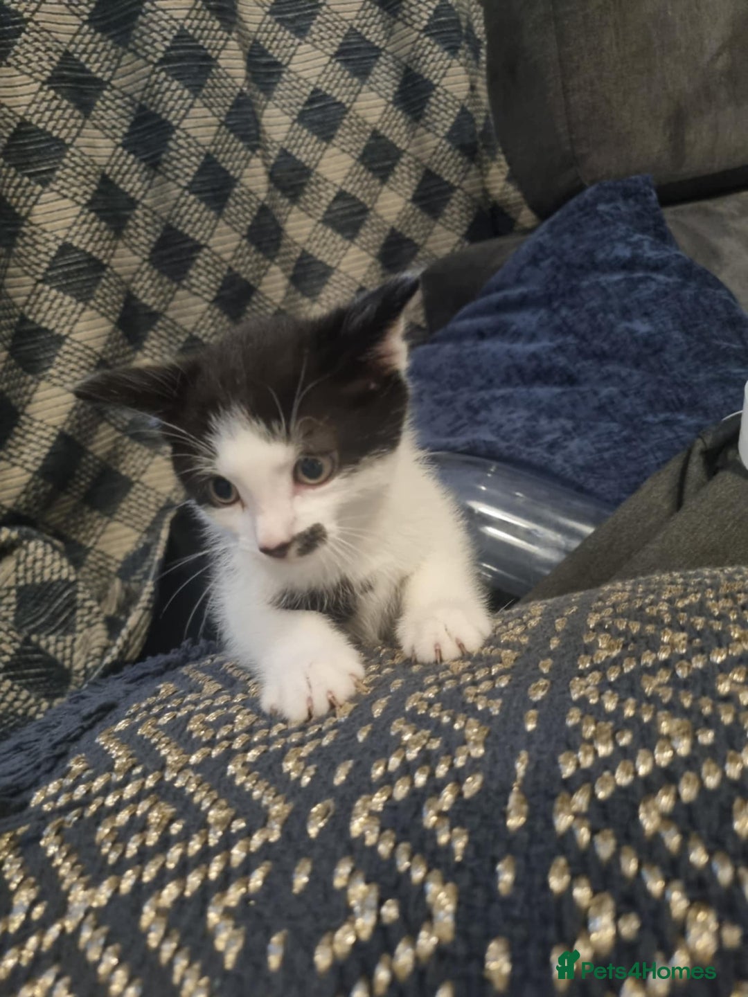 Domestic Shorthair cats for sale: 4 lovely kittens ready to join a new family - Image 7
