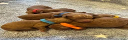Cockapoo dogs for sale: Beautiful F1b apricot cockapoo puppies - Advert 6