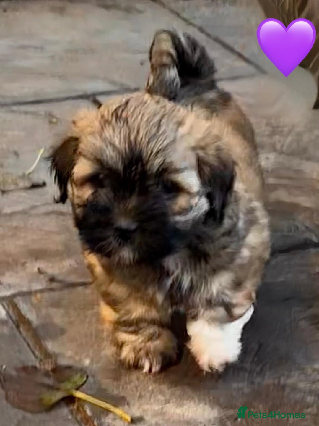 Lhasa Apso dogs for sale: Four Adorable Lhasa Apso Pups KC reg GPRA Clear - Advert 7