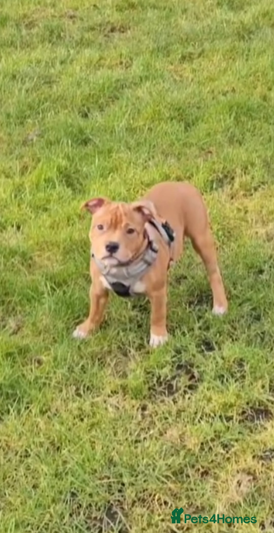 Staffordshire Bull Terrier dogs for sale: FUTURE RED PERFECTION KC PUPPIES - Image 7