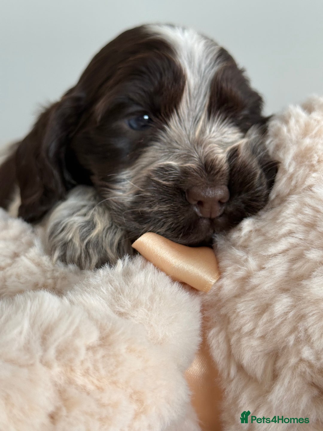 Cocker Spaniel dogs for sale: Show type cocker spaniels  - Image 5