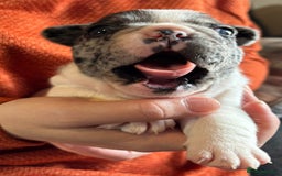 French Bulldog dogs for sale: 9 Beautiful French Bulldog Puppies for Sale - Image 19