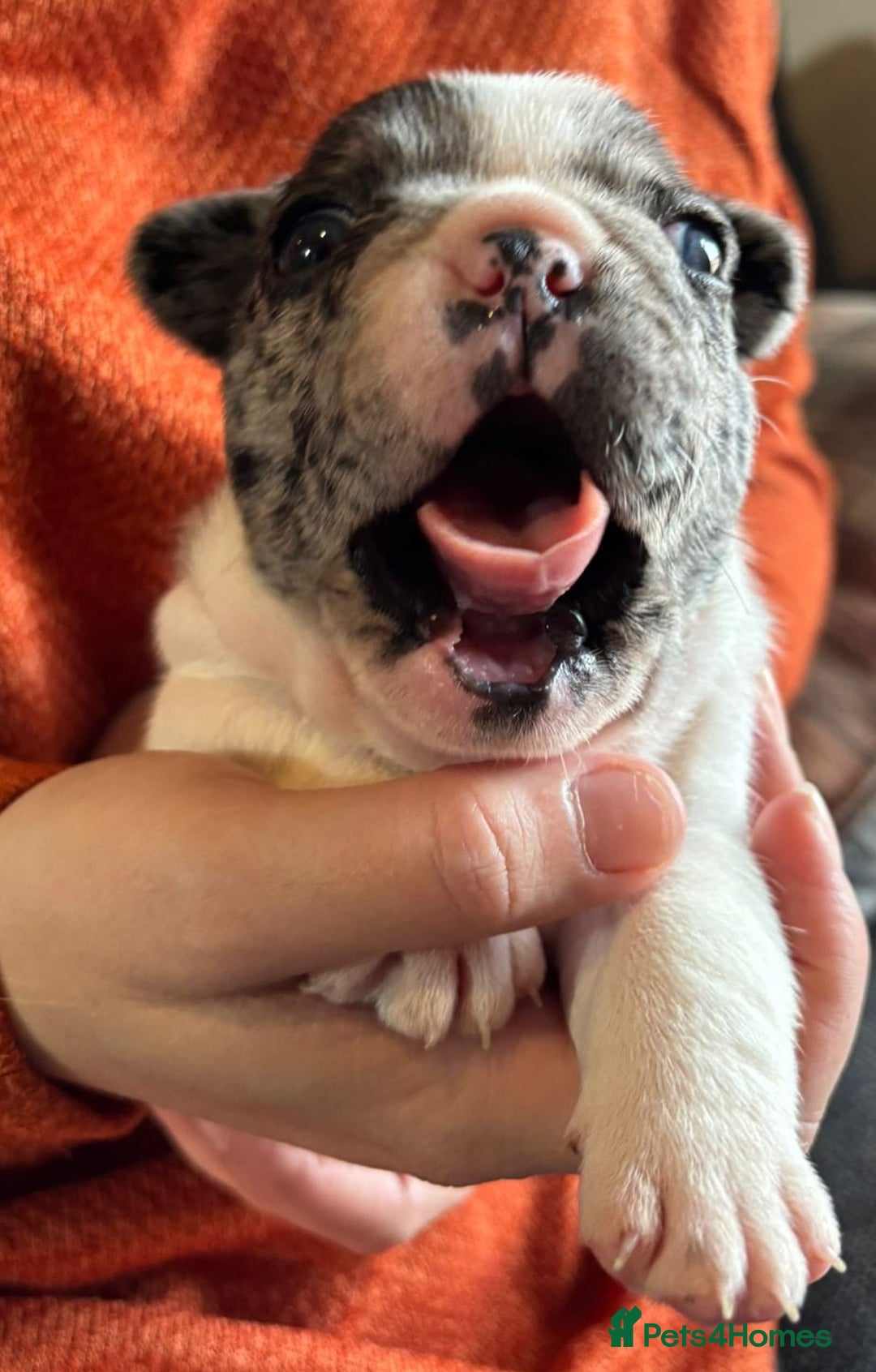 French Bulldog dogs for sale: 9 Beautiful French Bulldog Puppies for Sale - Image 19