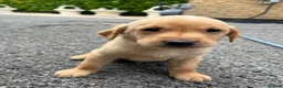 Labrador Retriever dogs for sale: Fox red Labrador puppys kc registered  - Advert 10