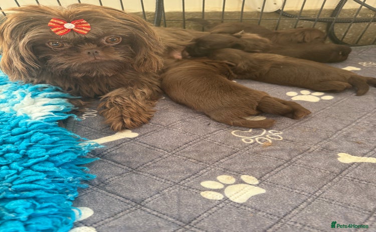 Shih Tzu dogs Imperial Shihtzu  - Advert 1