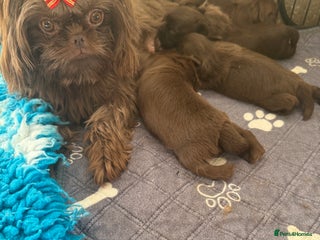 Shih Tzu dogs Imperial Shihtzu - Advert 2