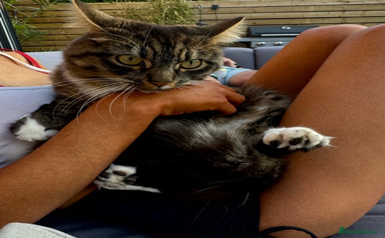 Mixed Breed cats - Advert 2