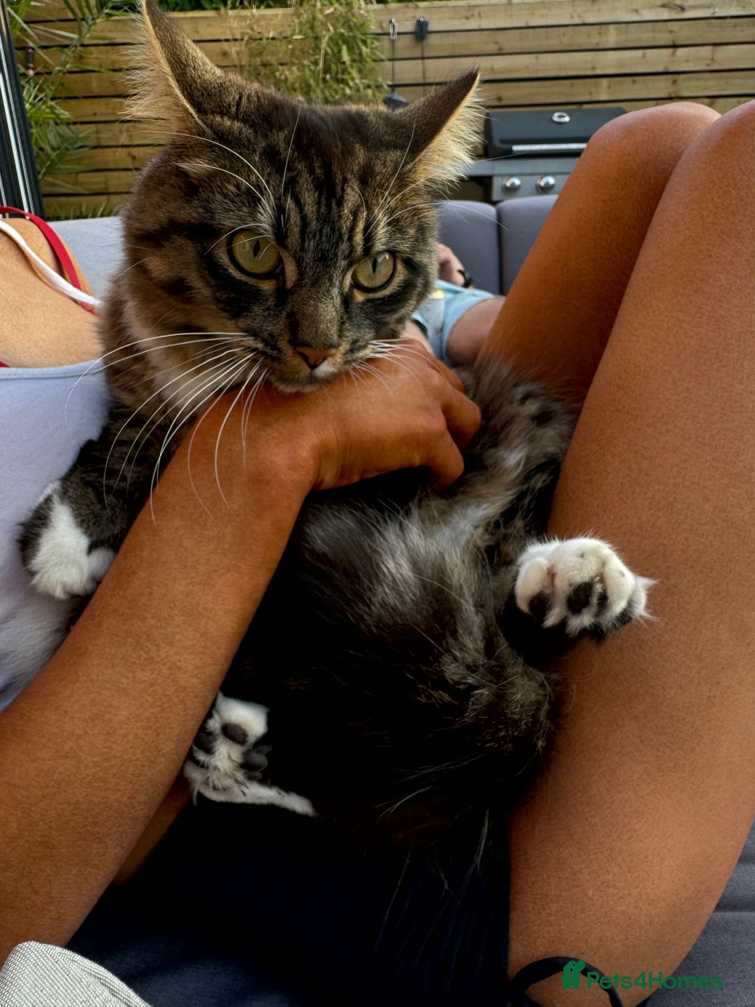 Mixed Breed cats for sale: Male mixed breed cat  - Image 1