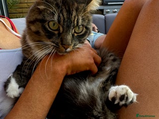 Mixed Breed cats for sale - Advert 1