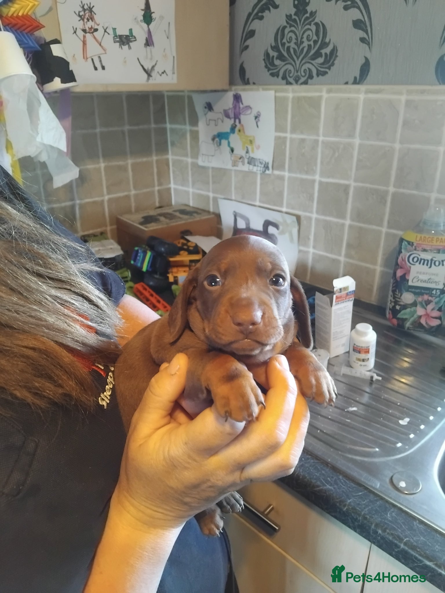 Miniature Dachshund dogs Miniature dashchund puppy - Advert 2